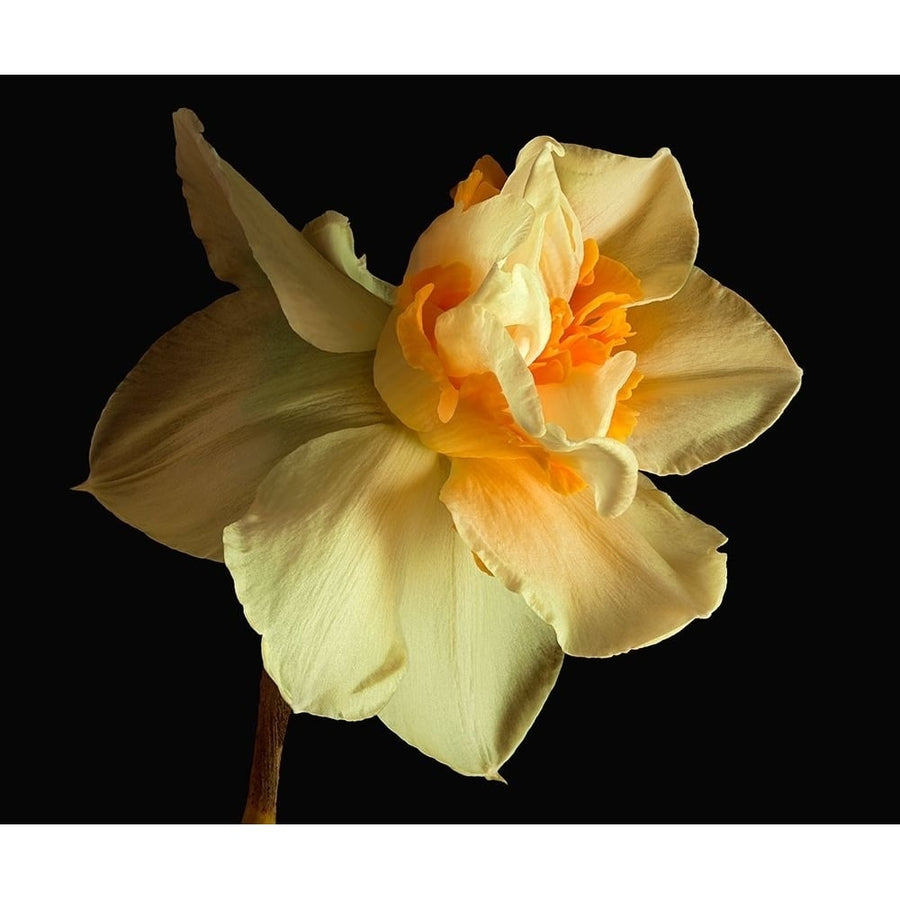 Daffodil Poster Print by Richard Reynolds-VARPDX1563 Image 1