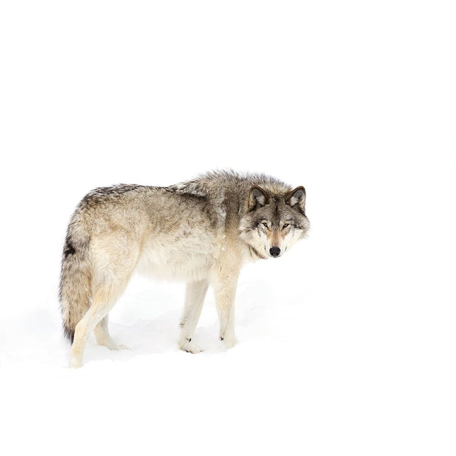 Timber Wolf Walking Through The Snow Poster Print - Jim Cumming-VARPDX1560561 Image 1