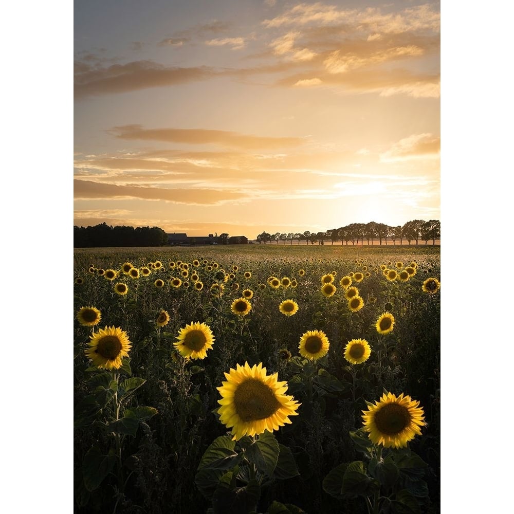 Sunflowerfield In Sweden Poster Print - Christian Lindsten-VARPDX1560992 Image 1