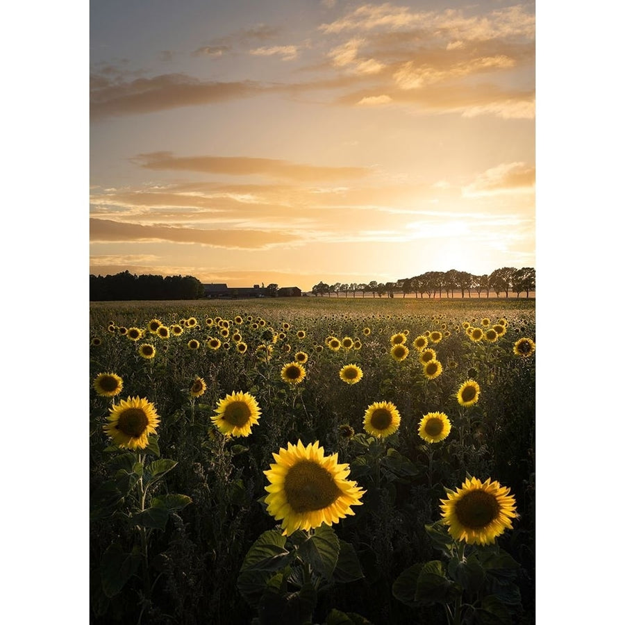 Sunflowerfield In Sweden Poster Print - Christian Lindsten-VARPDX1560992 Image 1