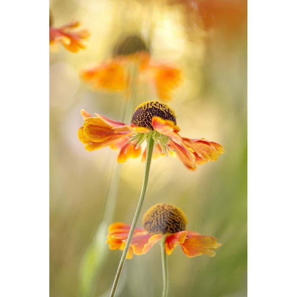 Helenium Poster Print - Mandy Disher-VARPDX1561164 Image 1