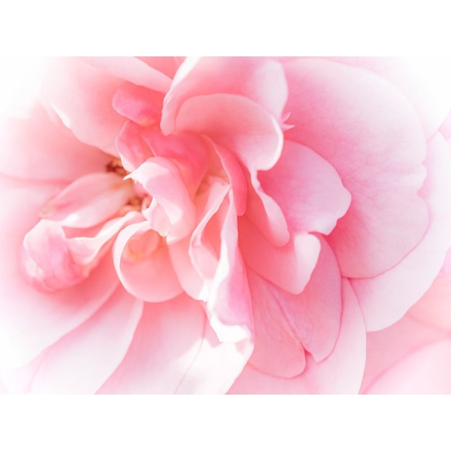 Pretty Pink Blooms IV Poster Print - Eva Bane-VARPDX156186Z Image 1