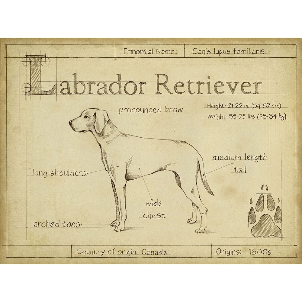 Antique Labrador Retriever-VARPDX156739Z Image 1