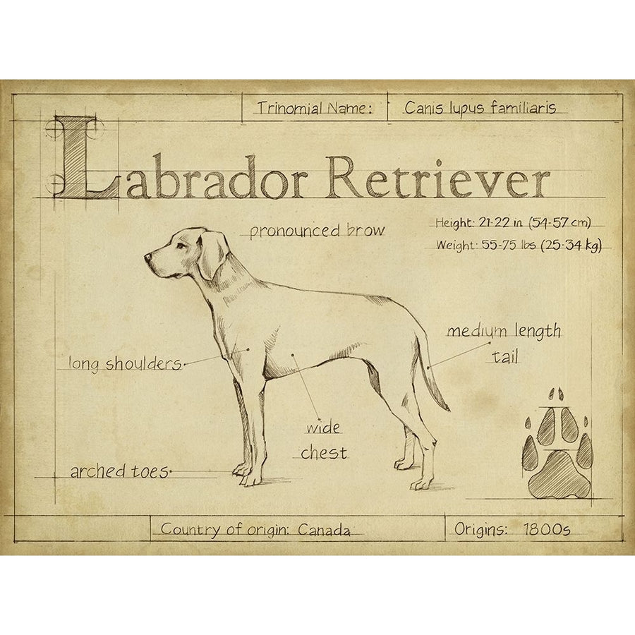 Antique Labrador Retriever-VARPDX156739Z Image 1