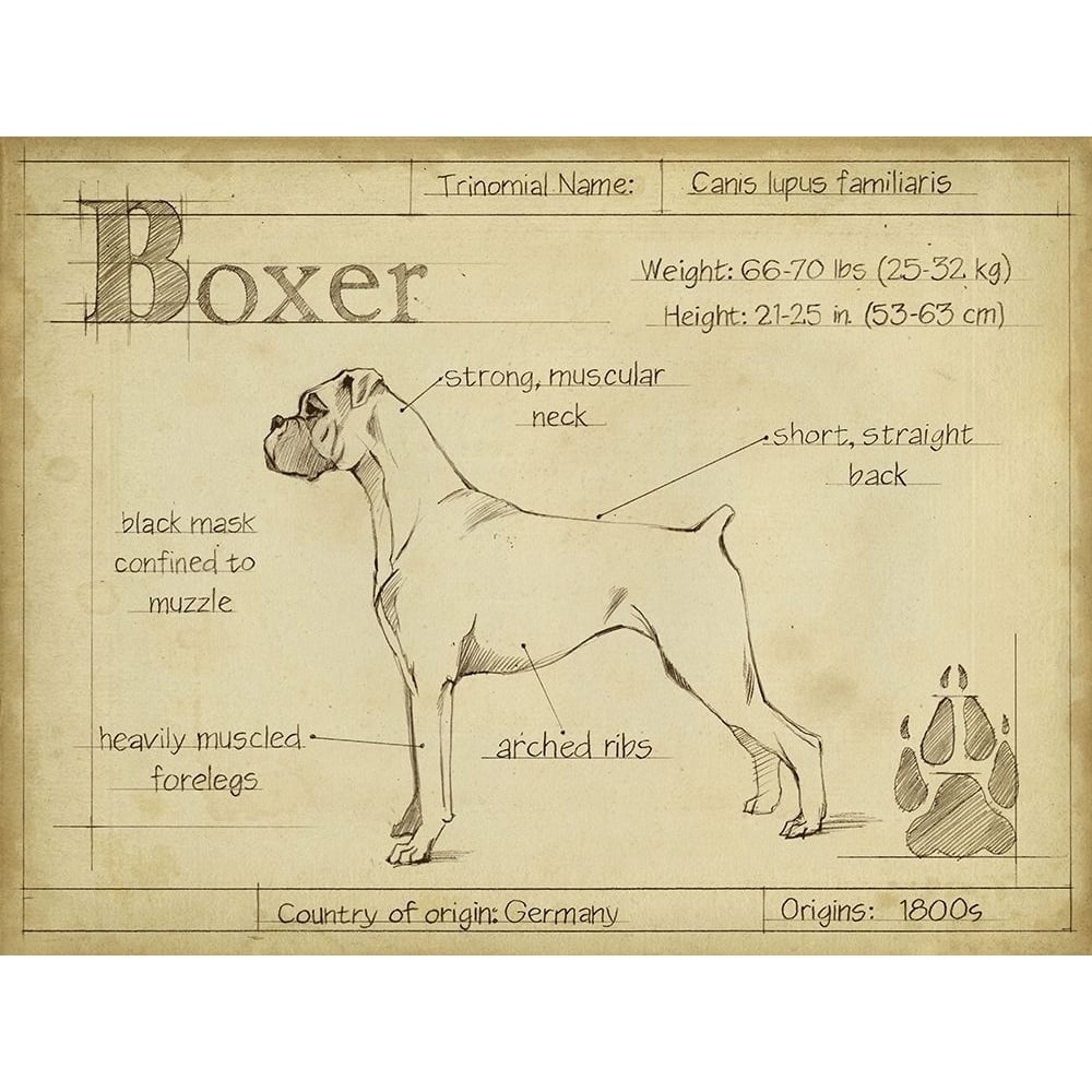 Antique Boxer-VARPDX156740Z Image 1