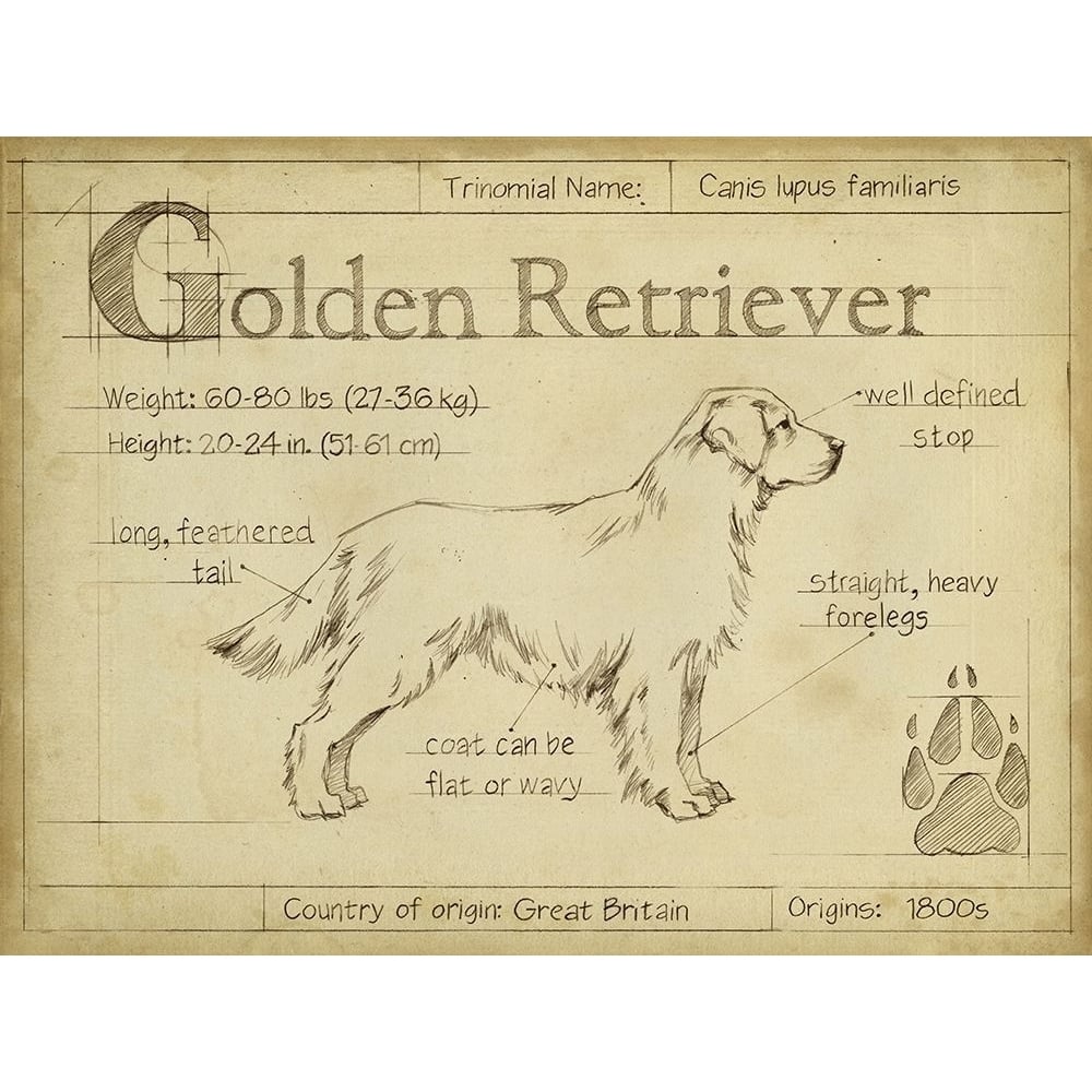 Antique Golden Retriever-VARPDX156738Z Image 1