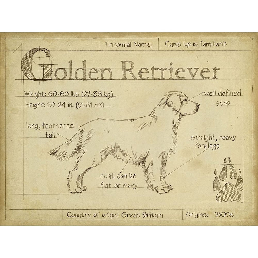 Antique Golden Retriever-VARPDX156738Z Image 1