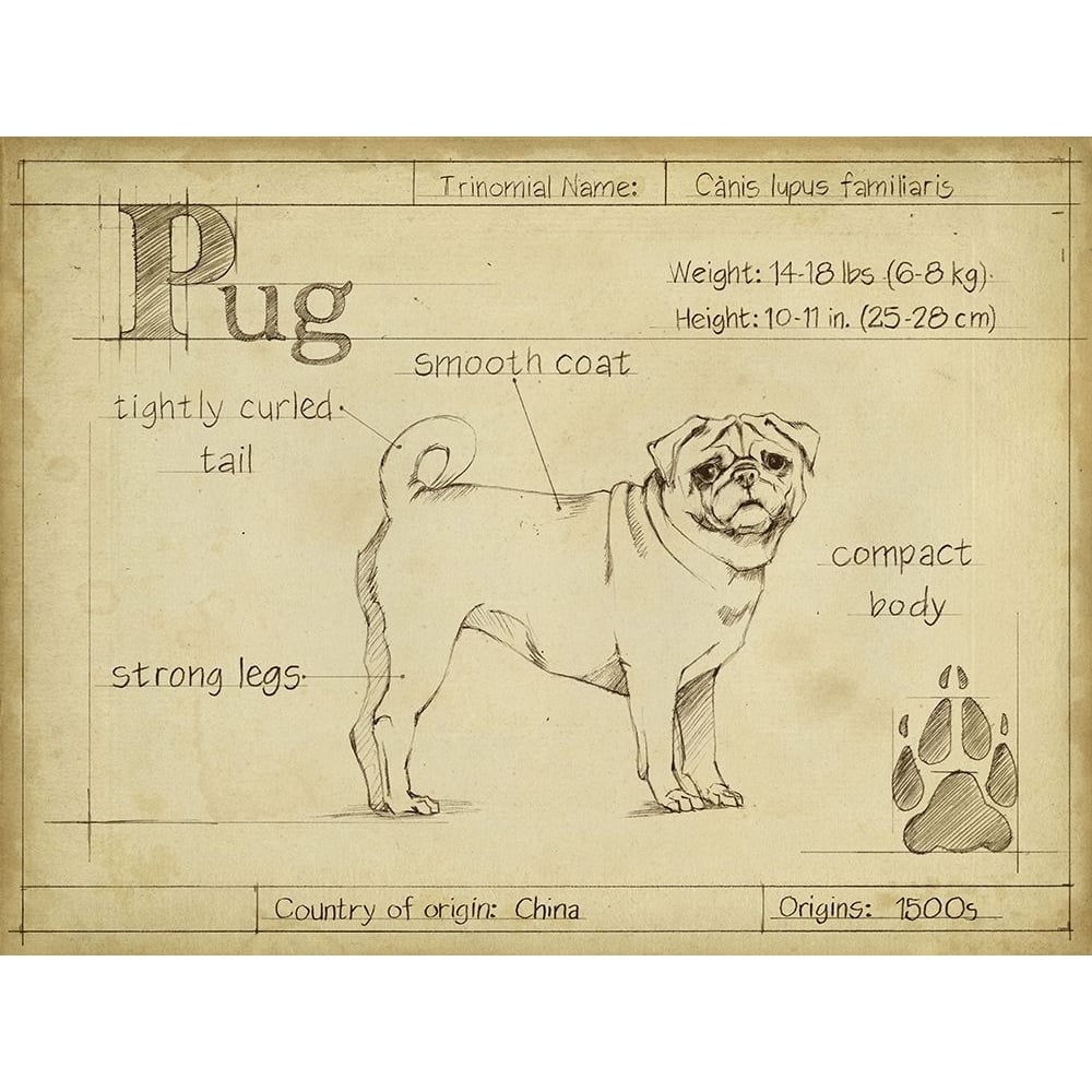 Antique Pug-VARPDX156741Z Image 1