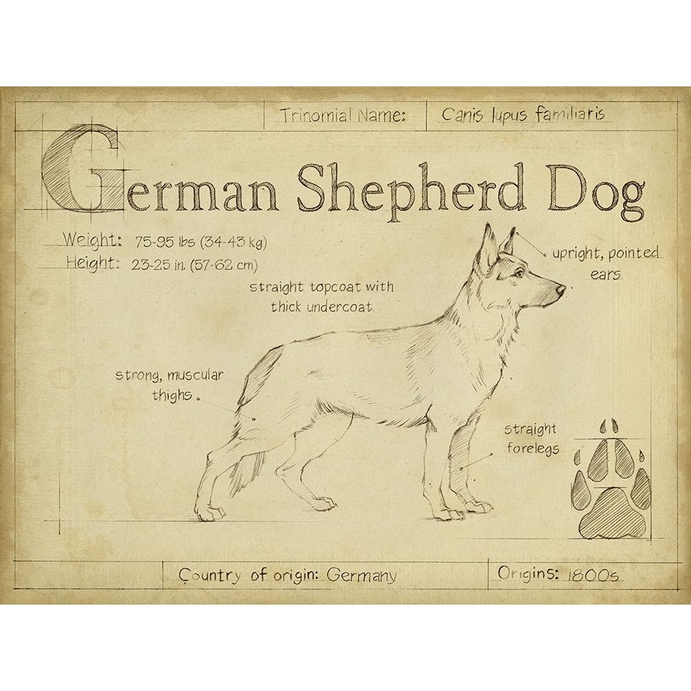 Antique German Shepherd-VARPDX156743Z Image 1