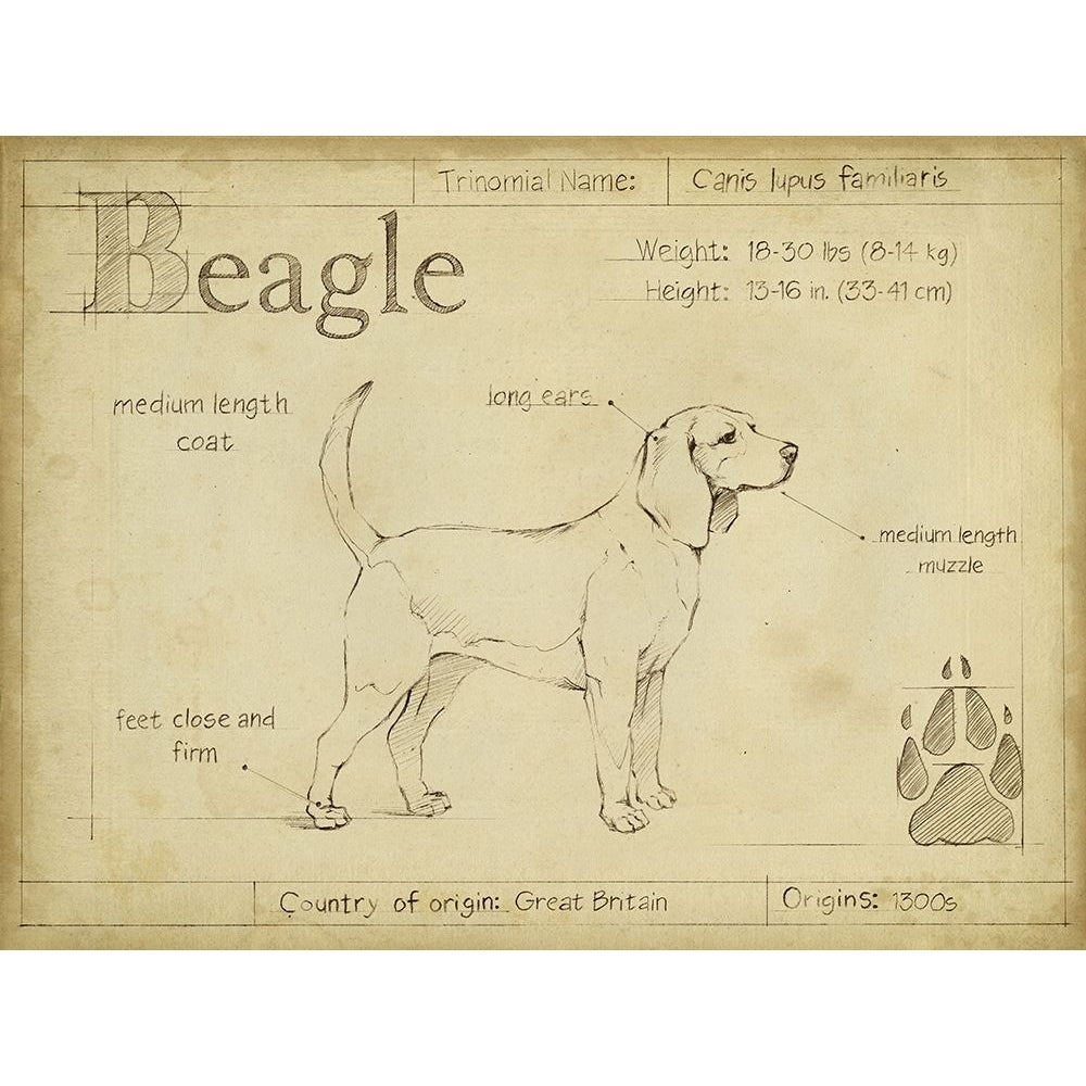 Antique Beagle-VARPDX156744Z Image 1