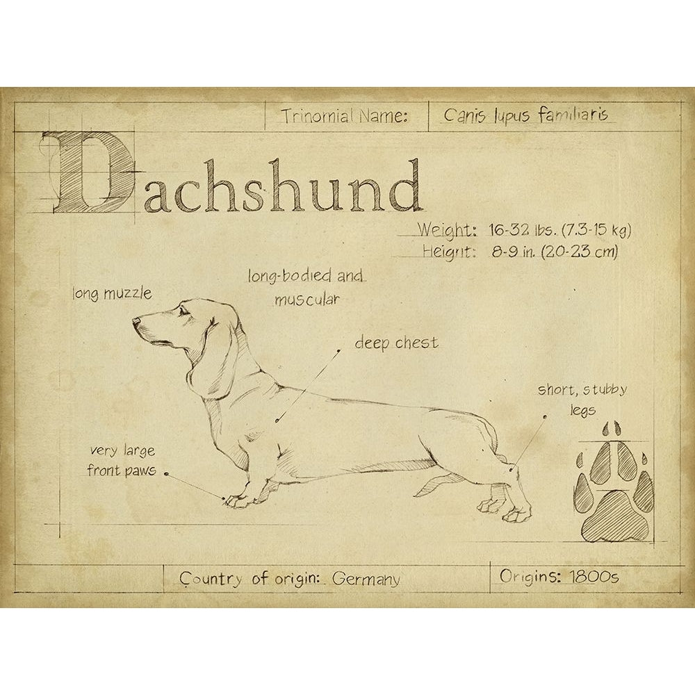 Antique Dachsund-VARPDX156746Z Image 1