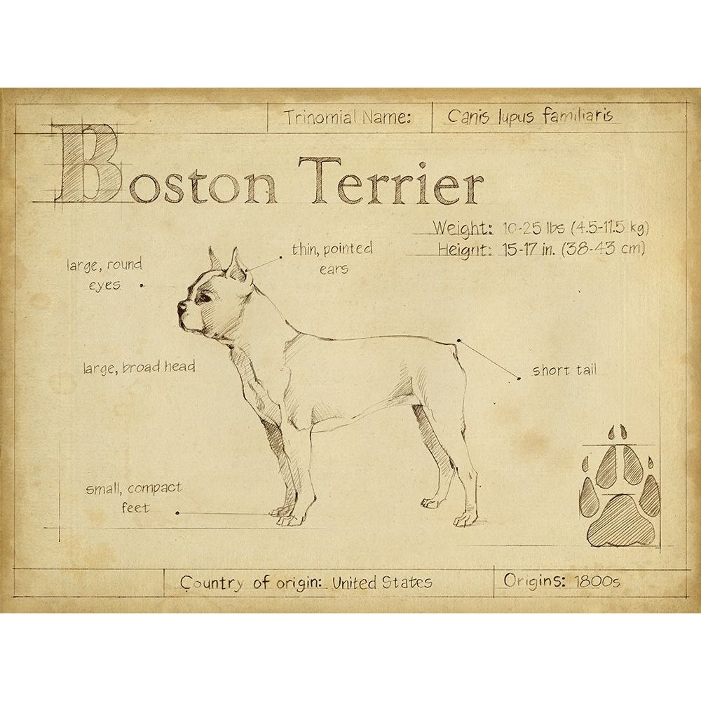 Antique Boston Terrier-VARPDX156745Z Image 1