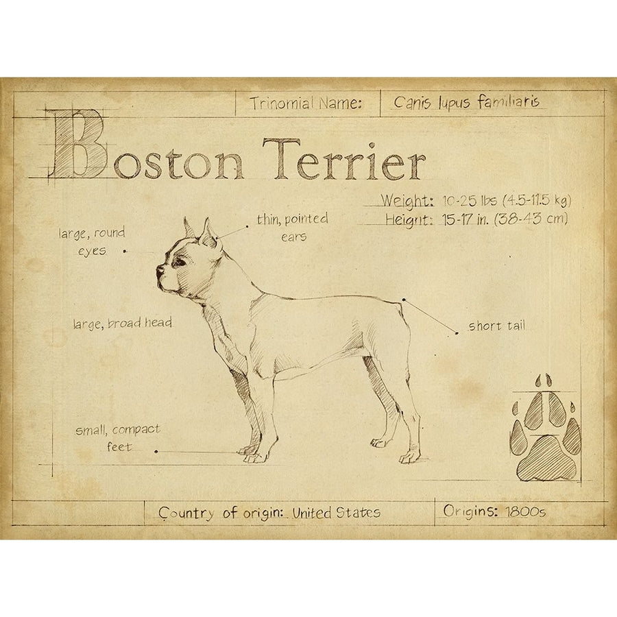 Antique Boston Terrier-VARPDX156745Z Image 1