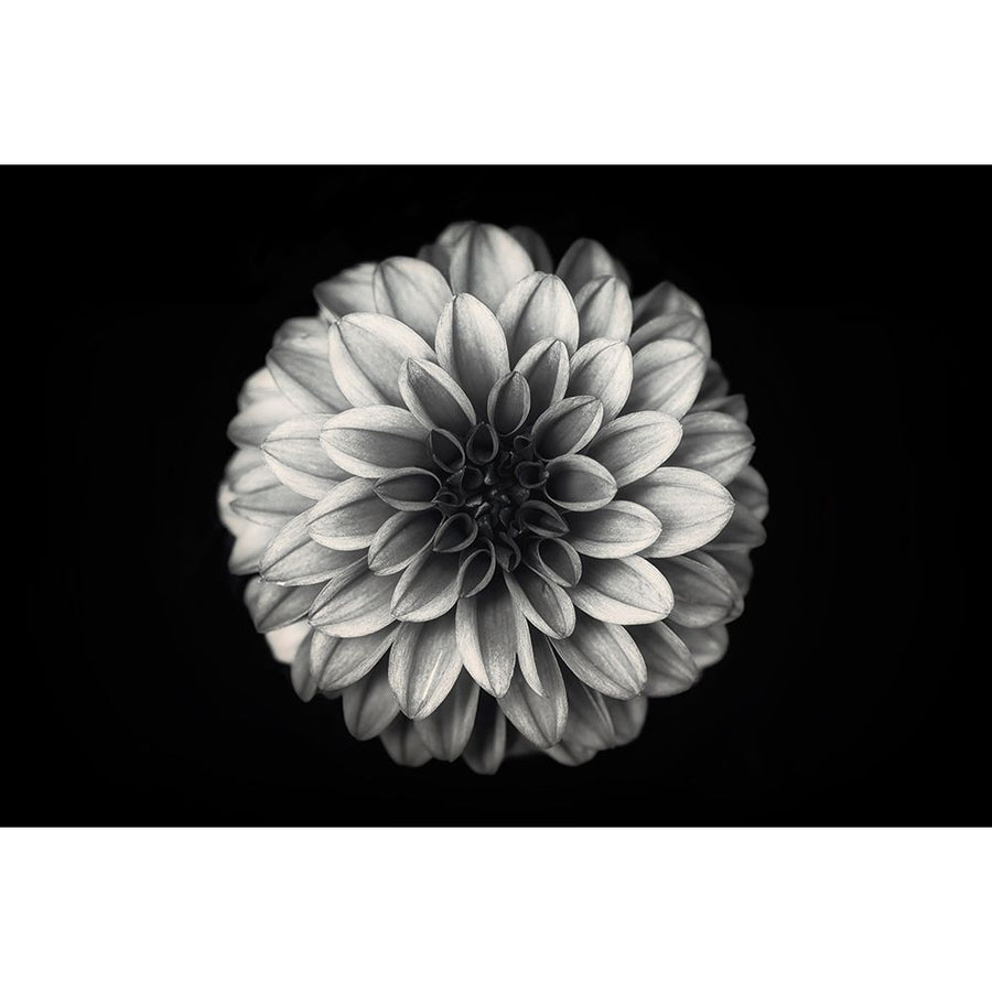 Dahlia Poster Print - Lotte Gronkjar-VARPDX1568316 Image 1