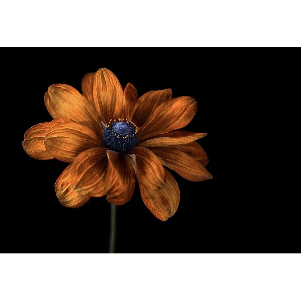 Rudbeckia Poster Print - Mandy Disher-VARPDX1569352 Image 1