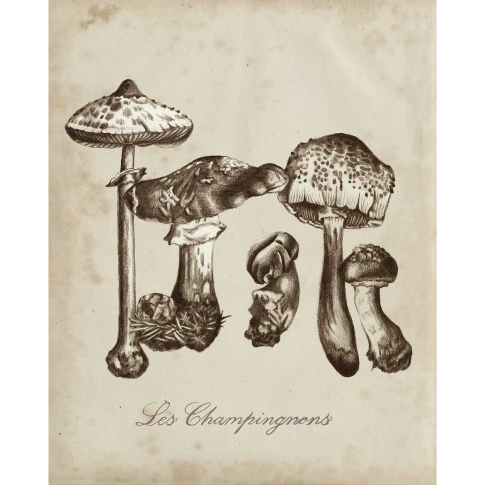 Les Champignons II Poster Print - Naomi McCavitt-VARPDX157073Z Image 1