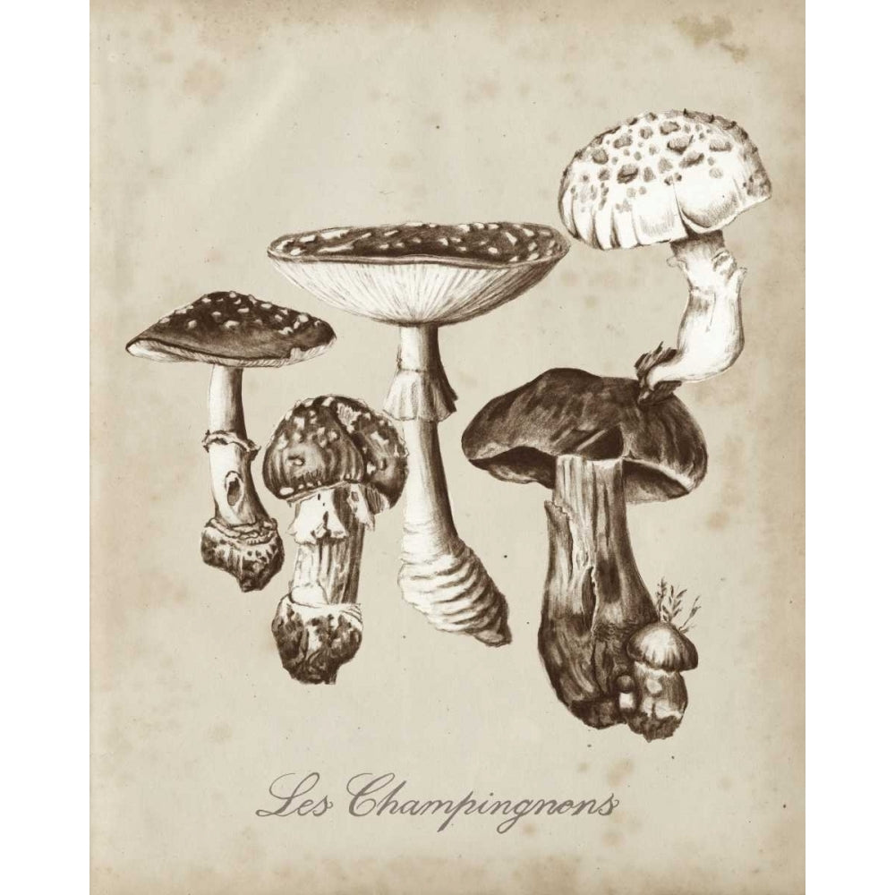 Les Champignons I Poster Print - Naomi McCavitt-VARPDX157072Z Image 1