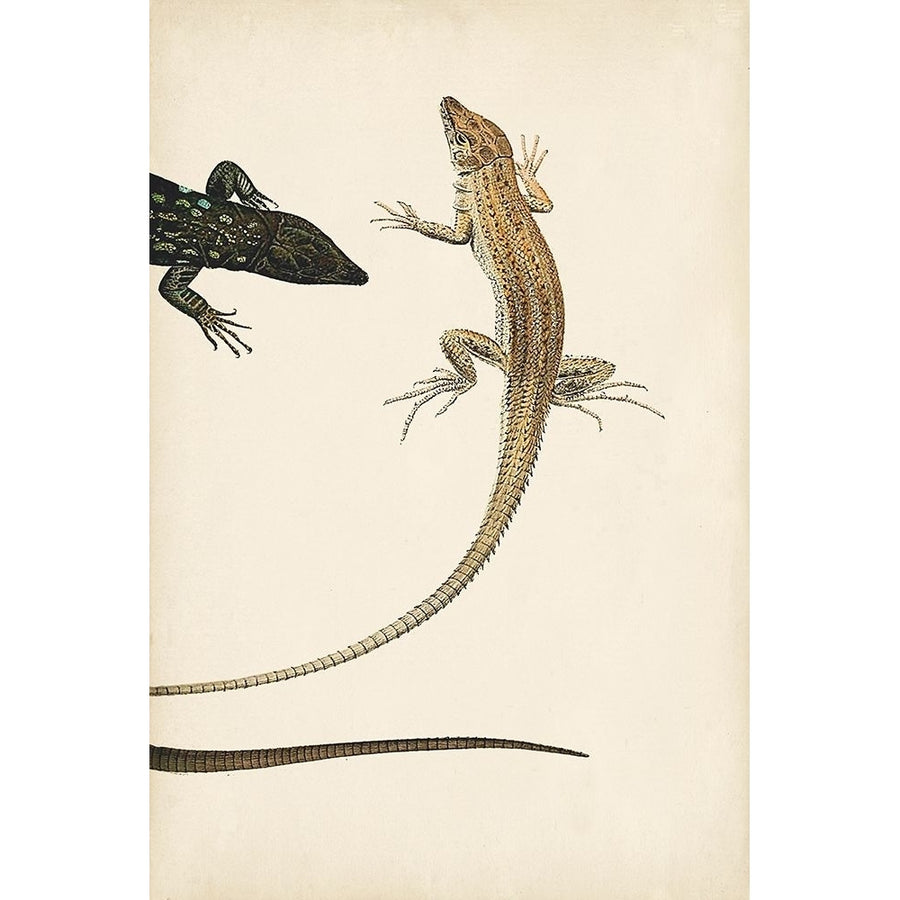 Lizard Diptych II Poster Print - Studio Vision-VARPDX157145Z Image 1