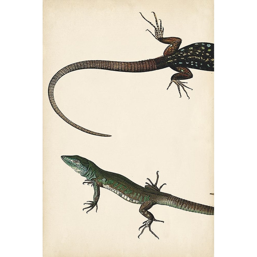 Lizard Diptych I Poster Print - Studio Vision-VARPDX157144Z Image 1