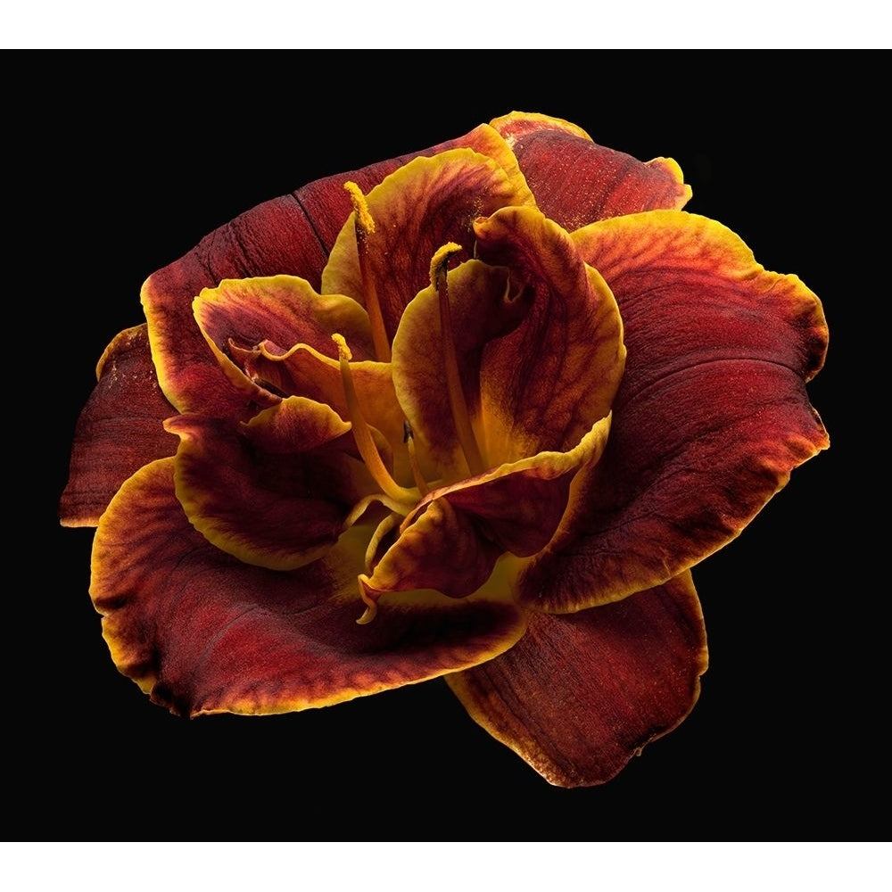 Daylily ~ Night Embers Poster Print by Richard Reynolds-VARPDX1573 Image 1