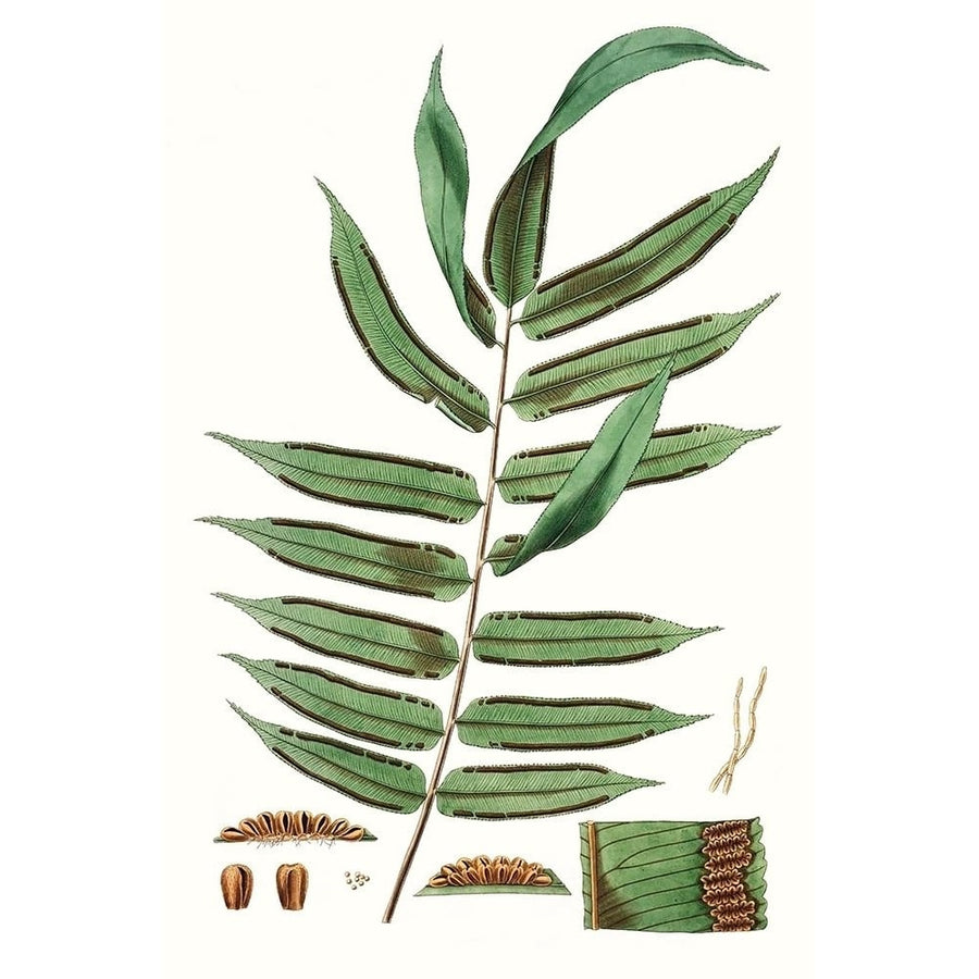 Fern Foliage I Poster Print - Studio Vision-VARPDX157440Z Image 1