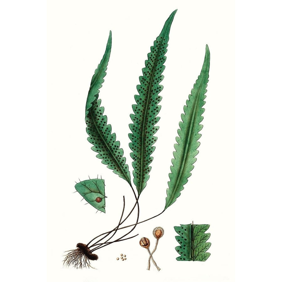 Fern Foliage V Poster Print - Studio Vision-VARPDX157444Z Image 1