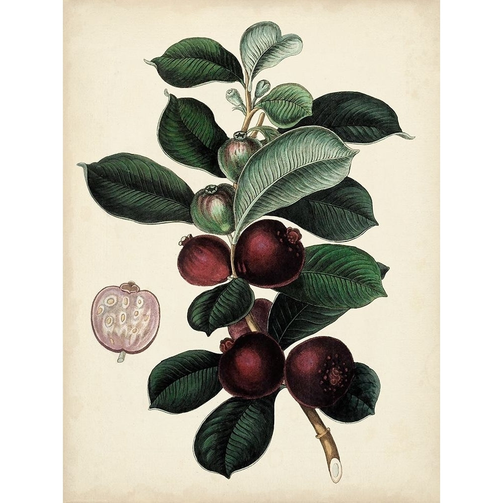 Antique Foliage and Fruit I Poster Print - Studio Vision-VARPDX157434Z Image 1