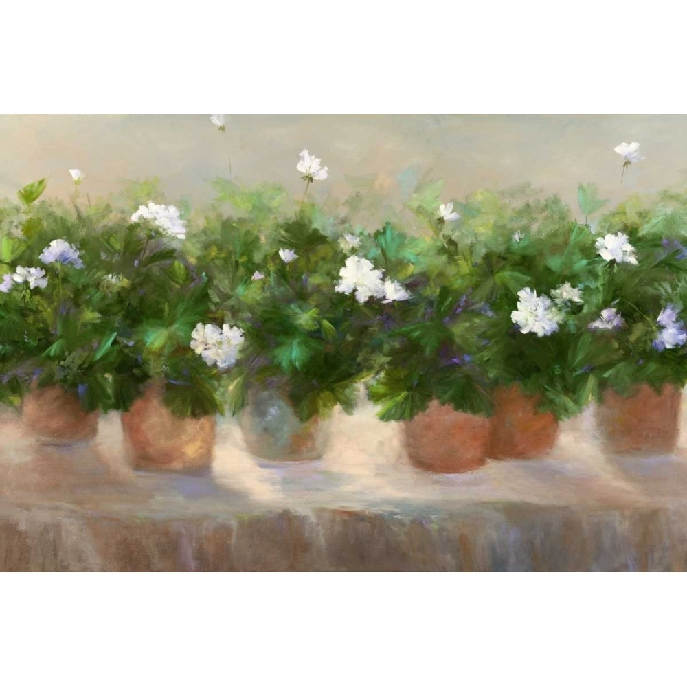 White Geraniums Poster Print - Sheila Finch-VARPDX157545GG Image 1