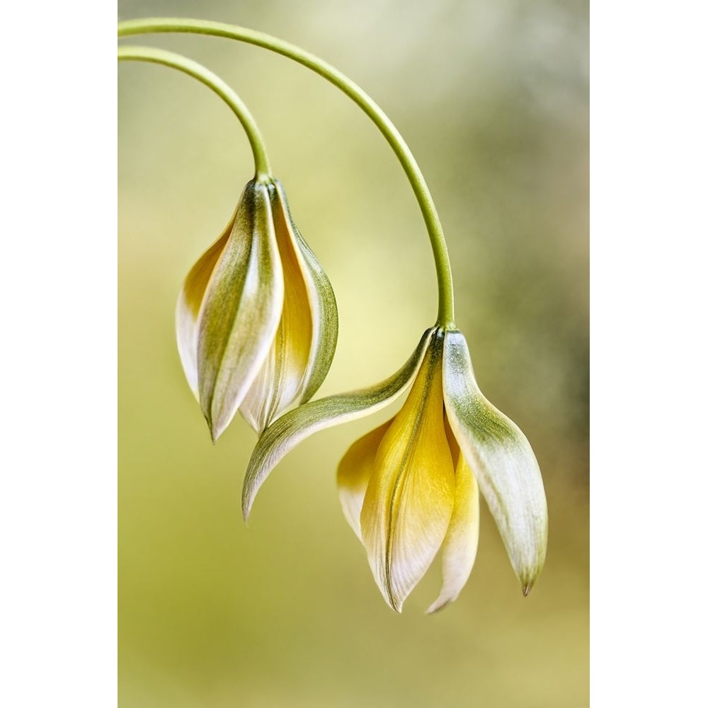 Tulipa Poster Print - Mandy Disher-VARPDX1575045 Image 1