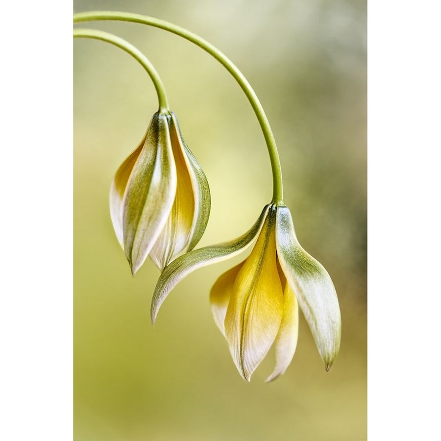 Tulipa Poster Print - Mandy Disher-VARPDX1575045 Image 1