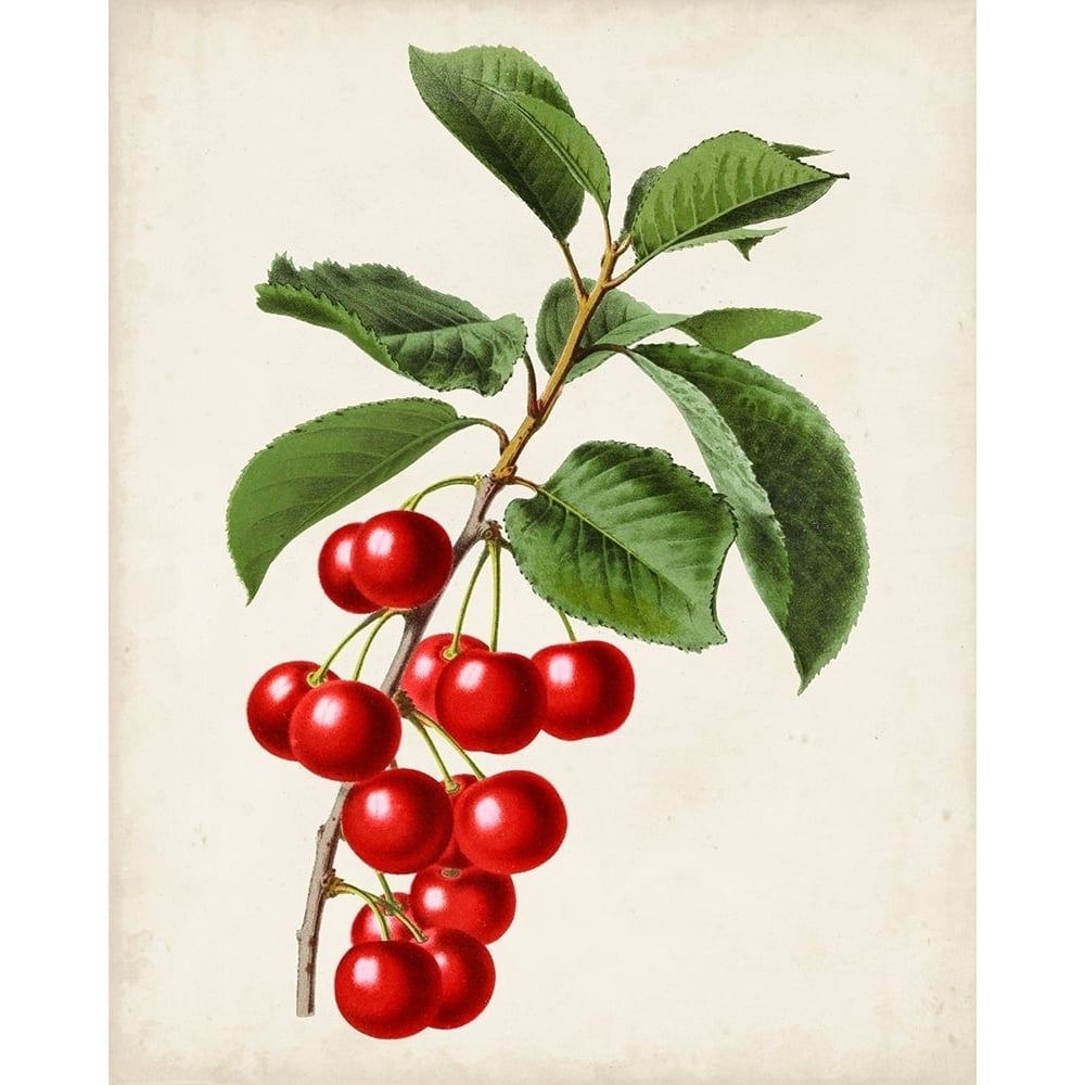 Antique Fruit II Poster Print - Studio Vision-VARPDX157647Z Image 1