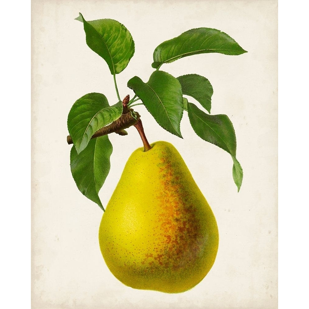 Antique Fruit VII Poster Print - Studio Vision-VARPDX157652Z Image 1