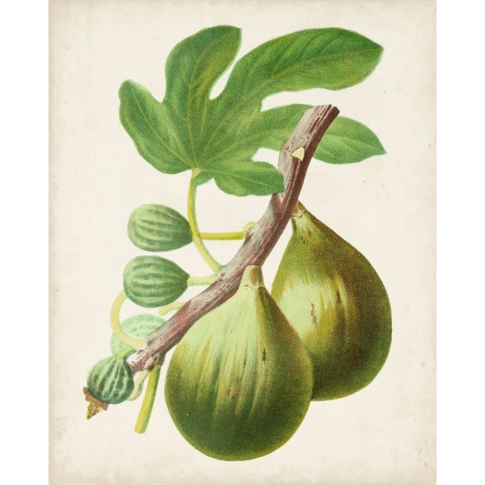 Antique Fruit IV Poster Print - Studio Vision-VARPDX157649Z Image 1