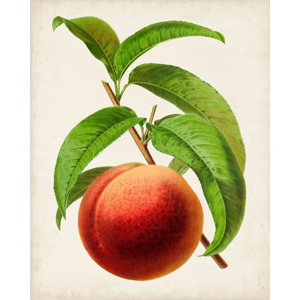 Antique Fruit V Poster Print - Studio Vision-VARPDX157650Z Image 1