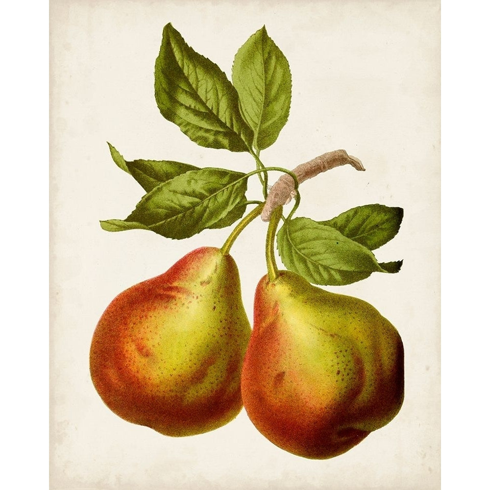 Antique Fruit XI Poster Print - Studio Vision-VARPDX157656Z Image 1