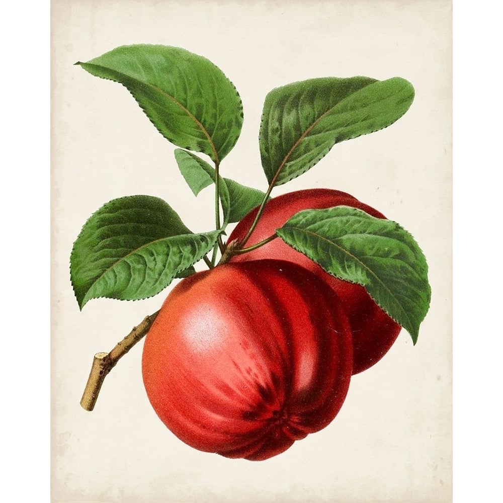 Antique Fruit X Poster Print - Studio Vision-VARPDX157655Z Image 1