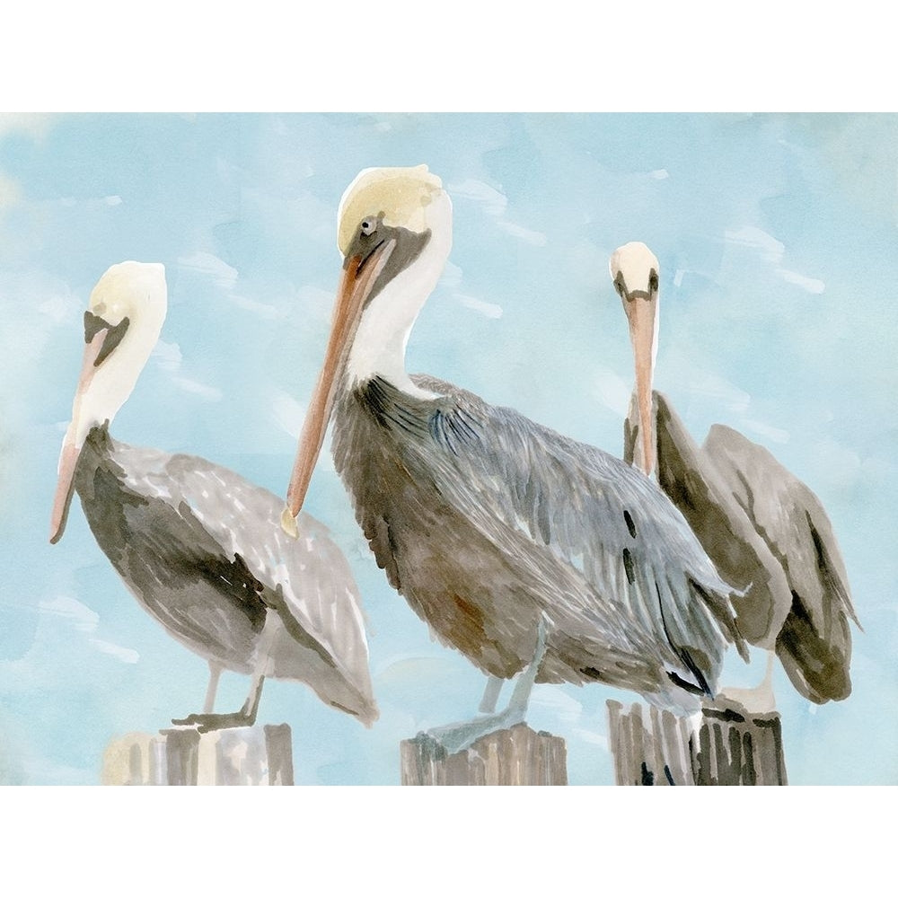 Soft Brown Pelican III Poster Print - Design Studio Stellar-VARPDX157760Z Image 1