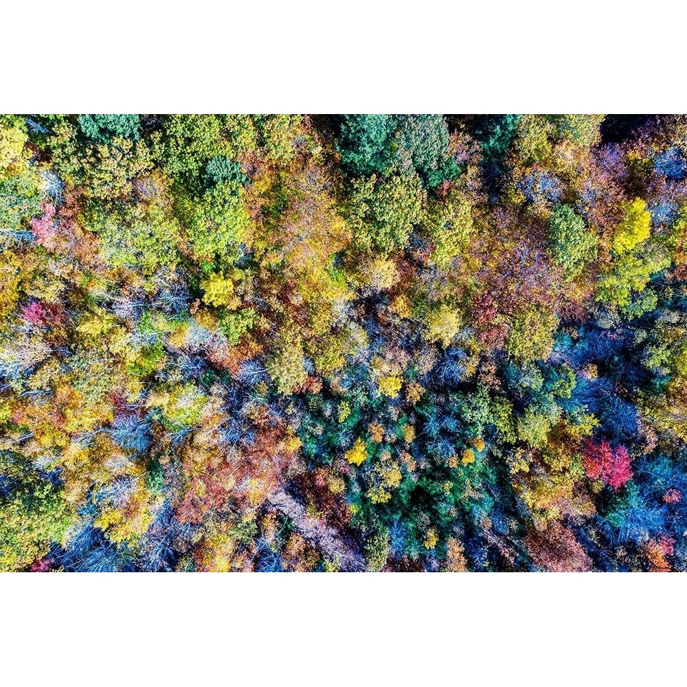 Aerial Fall Trees Poster Print by Jason Veilleux-VARPDX15794 Image 1