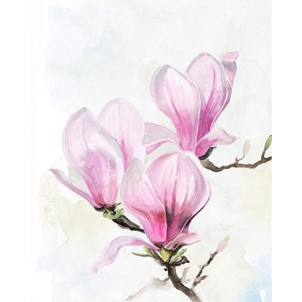 Magnolia Blooms II Poster Print - Jennifer Paxton Parker-VARPDX158108Z Image 1