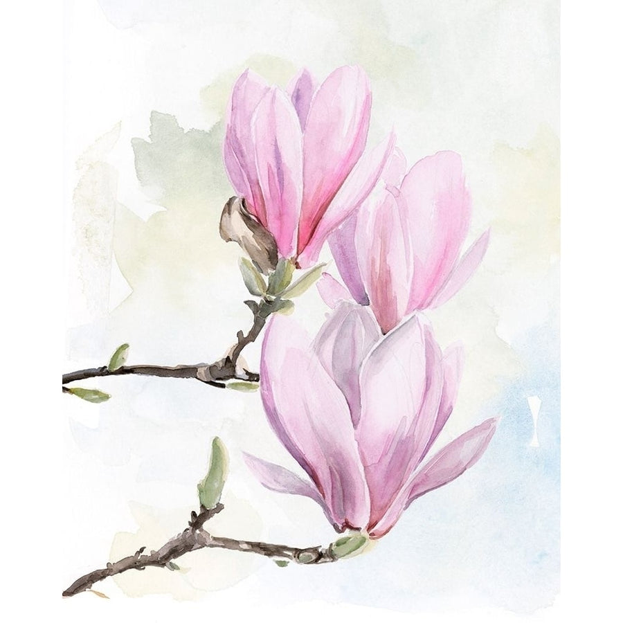 Magnolia Blooms I Poster Print - Jennifer Paxton Parker-VARPDX158107Z Image 1