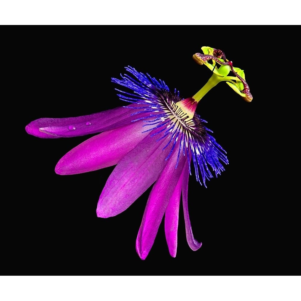 Amethyst Passionflower Poster Print by Richard Reynolds-VARPDX1585 Image 1