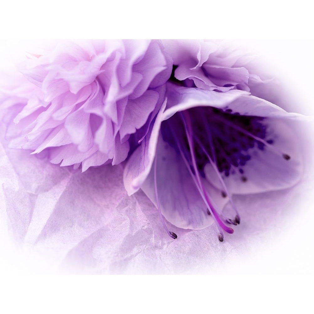 Dreamy Florals in Violet III Poster Print - Eva Bane-VARPDX158765D Image 1