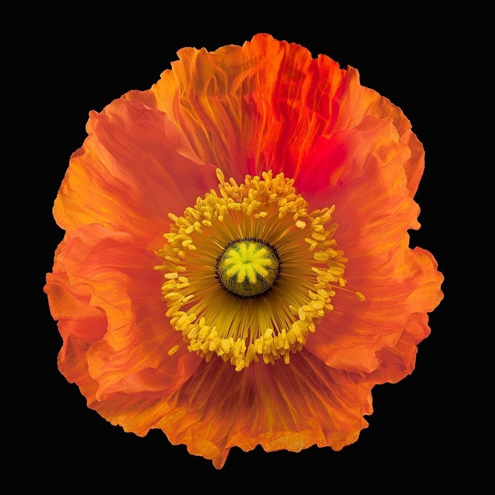 Iceland Poppy Poster Print by Richard Reynolds-VARPDX1588 Image 1