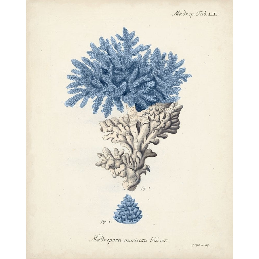 Antique Coral in Navy III Poster Print - Johann Esper-VARPDX158816Z Image 1