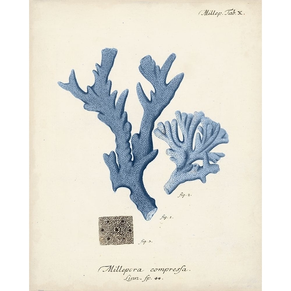 Antique Coral in Navy I Poster Print - Johann Esper-VARPDX158814Z Image 1