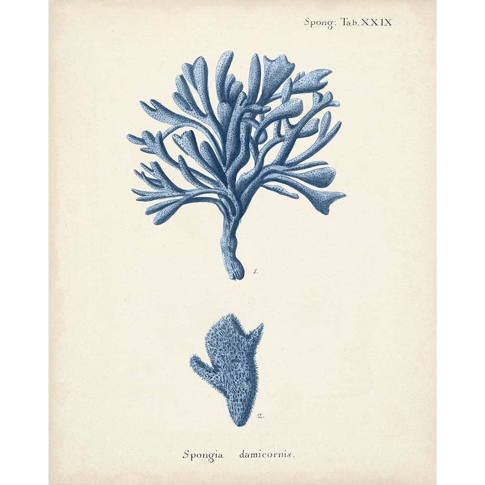 Antique Coral in Navy IV Poster Print - Johann Esper-VARPDX158817Z Image 1