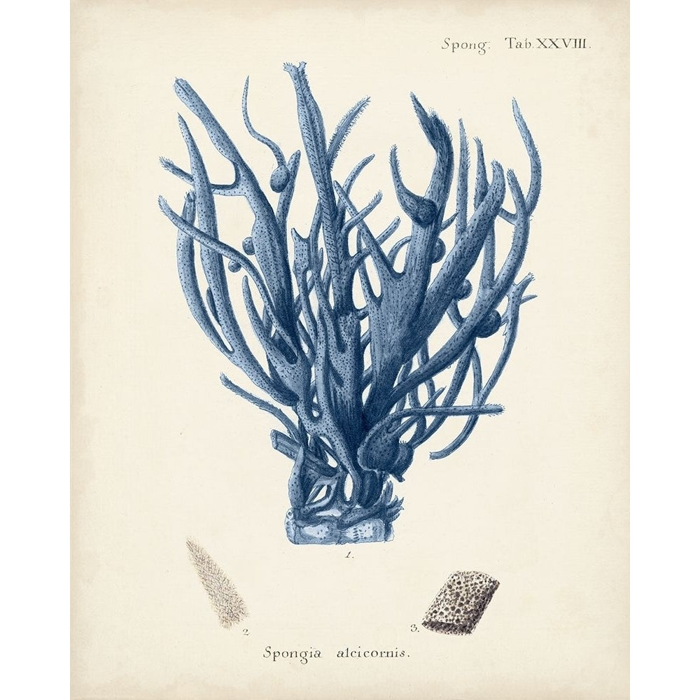 Antique Coral in Navy V Poster Print - Johann Esper-VARPDX158818Z Image 1