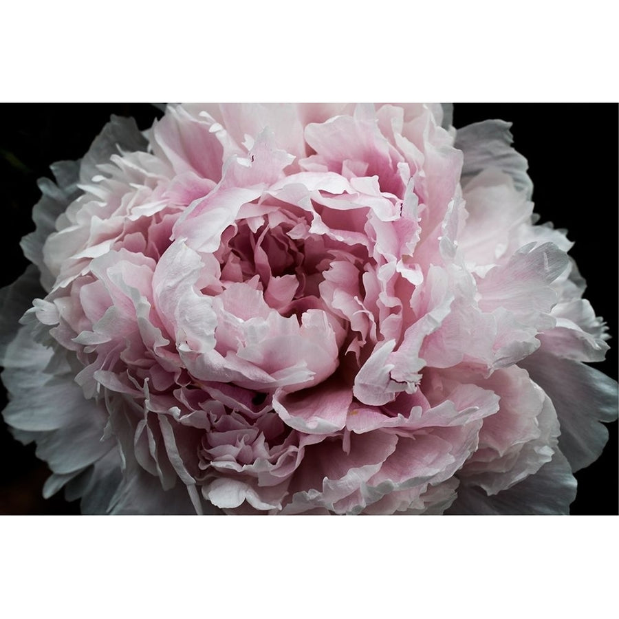 Pink Peony Passion I Poster Print - Irena Orlov-VARPDX159055Z Image 1