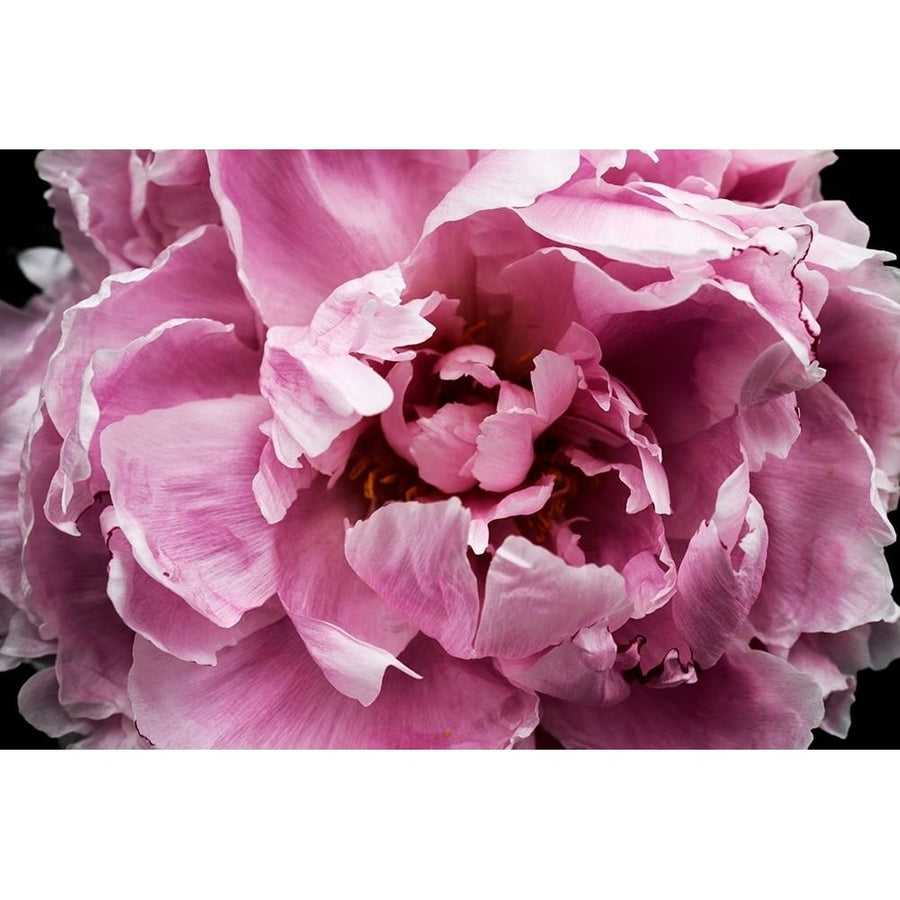 Pink Peony Passion III Poster Print - Irena Orlov-VARPDX159057Z Image 1