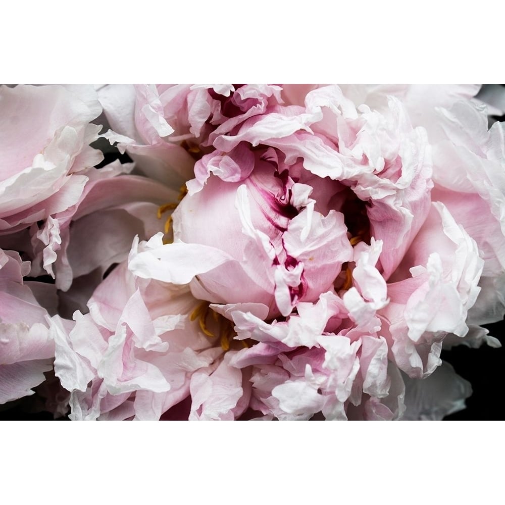 Pink Peony Passion II Poster Print - Irena Orlov-VARPDX159056Z Image 1